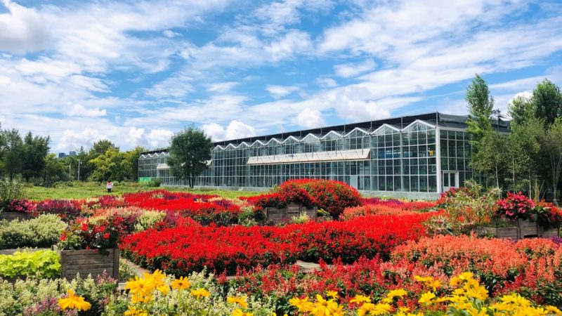 绿植租摆：种类、规格与参数全解析