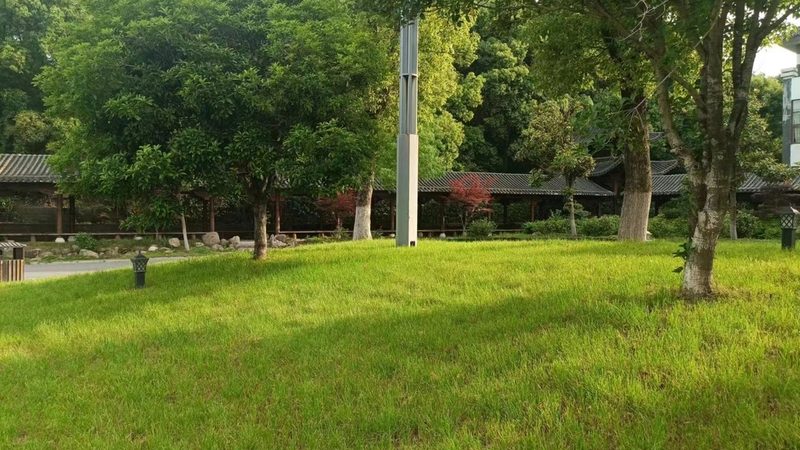 成都大型绿植租赁批发：揭秘行业秘密与选购技巧**